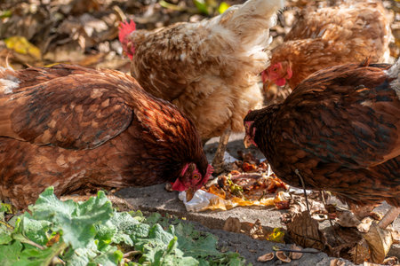 Free range poultry with healthy dietの写真素材