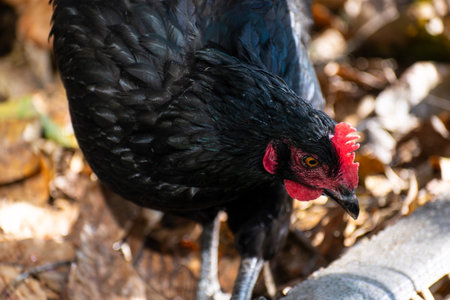 Free range poultry with healthy dietの写真素材