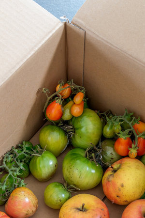 Green tomatoes in a cardboard box, the ethylene released by the apples helps the tomatoes ripenの写真素材