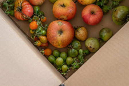 Green tomatoes in a cardboard box, the ethylene released by the apples helps the tomatoes ripenの写真素材