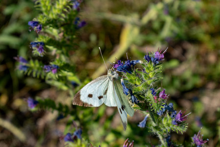 Cabbage white butterfly collecting pollen, pieris brassicae, lepidopteraの写真素材