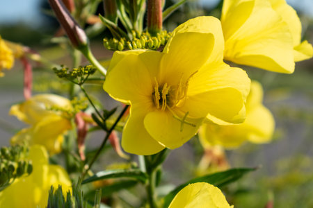 Biennial evening primrose, beautiful edible wild plant, oenothera biennis