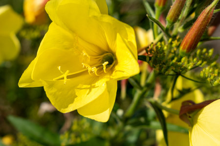 Biennial evening primrose, beautiful edible wild plant, root, oenothera biennisの写真素材