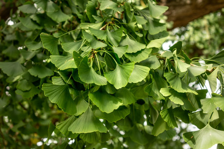 Ginkgo biloba tree with green leaves in summerの写真素材