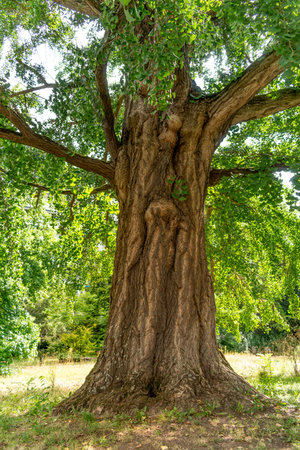 Ginkgo biloba tree with green leaves in summerの写真素材