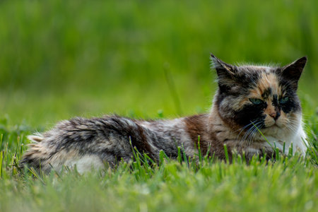 Calico cat with blue eyes in a gardenの写真素材