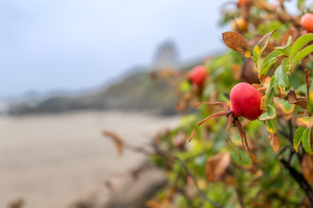 Illustration of granite, sea, landの写真素材