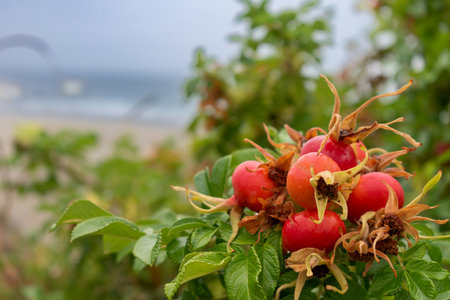 Illustration of Brittany in Franceの写真素材