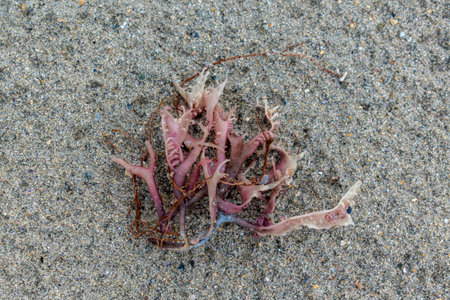 Illustration of Brittany in France, granite, sea, landの写真素材