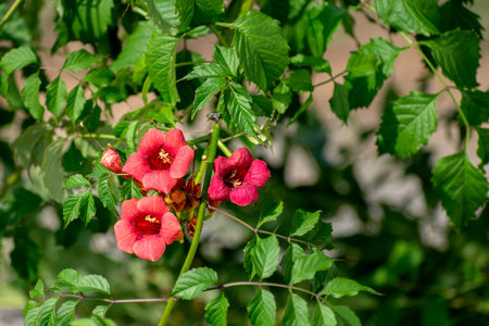 Campsis radicans, the Virginia creeper, or trumpet vine, flowering plant, climbing vine