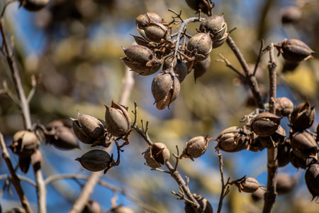 Paulownia tomentosa seeds late winter, also called empress tree or foxglove tree, fast growing and large leaf, paulowniaceaeの写真素材