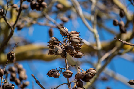 Paulownia tomentosa seeds late winter, also called empress tree or foxglove tree, fast growing and large leaf, paulowniaceaeの写真素材