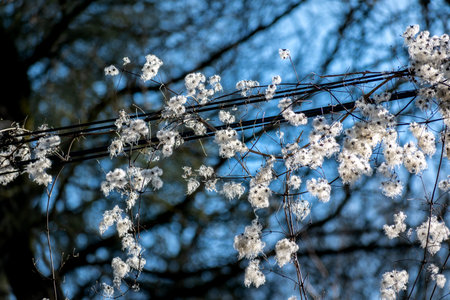 Hedge clematis, climbing shrub, clematis vitalbaの写真素材