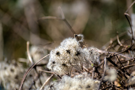 Hedge clematis, climbing shrub, clematis vitalbaの写真素材