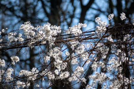 Hedge clematis, climbing shrub, clematis vitalbaの写真素材