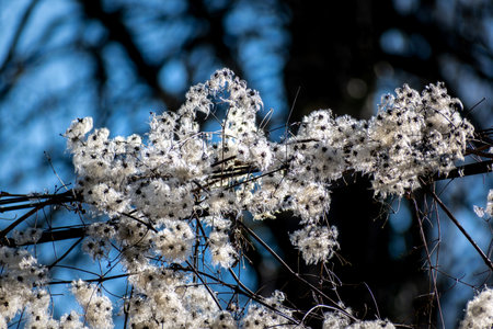 Hedge clematis, climbing shrub, clematis vitalbaの写真素材