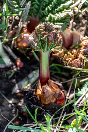 Rhubarb in a garden for making pies and compote, rheum rhabarbarum