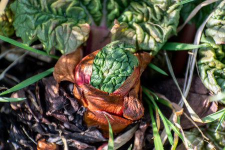 Rhubarb in a garden for making pies and compote, rheum rhabarbarumの写真素材