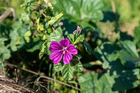 Mallow flower at the side of a road, malva sylvestris