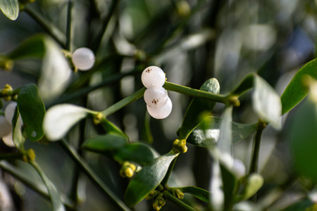 Branch of mistletoe with white berries on apple tree. Viscum album, close-up.