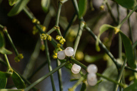 Branch of mistletoe with white berries on apple tree. Viscum album, close-up.