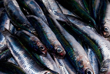 a catch of fresh anchoviesの写真素材