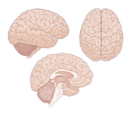 Photo of Brain anatomy medical - ID:181778092 - Royalty Free Image