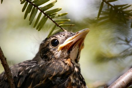 Baby Bird in Nestの写真素材