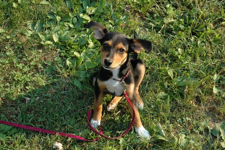 Meagle Puppy Sittingの写真素材