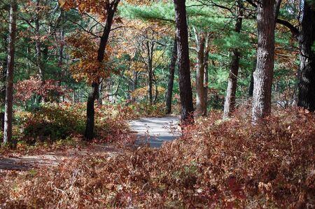 Woodsy shadowy trail