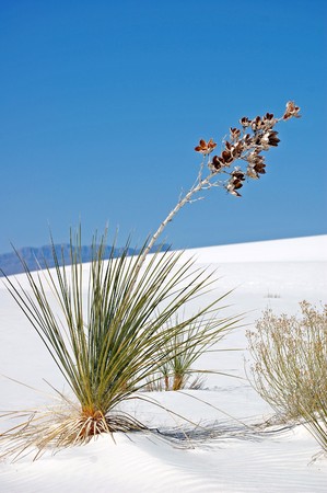 White Sands New Mexicoの写真素材
