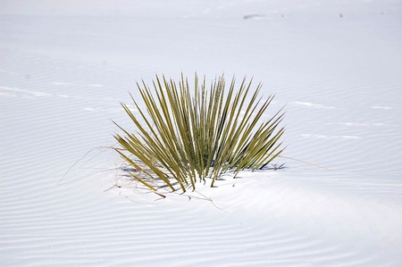 White Sands New Mexicoの写真素材