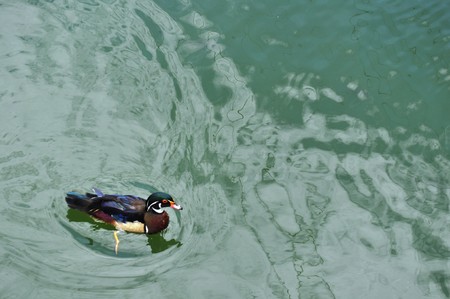 Swimming Duckの写真素材