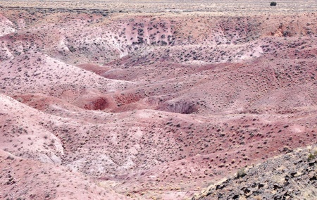 Petrified Forest Landscapeの写真素材