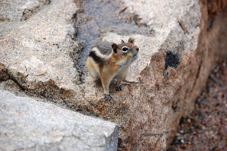 Chipmunk poses on boulderの写真素材