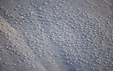 Birds on gravel pileの写真素材