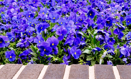 Purple Flowers Brick Wallの写真素材