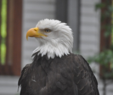 Bald Eagle in Rehabilitation Center