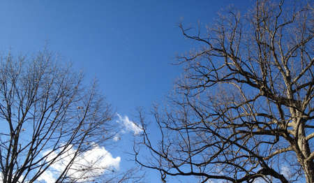 Winter Tree Against Skyの写真素材