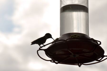 Hummingbird in shadow backgroundの写真素材