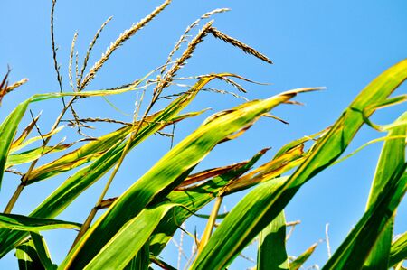 Corn fieldの写真素材