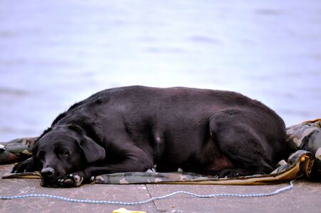 Dog sleeps on edge of lighthouseの写真素材