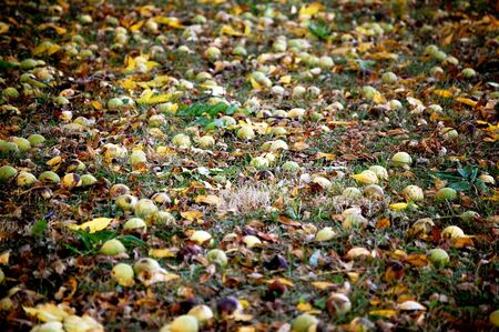 Hickory nuts on the groundの写真素材
