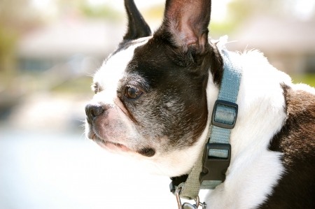 Boston Terrier staresの写真素材