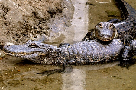 Alligator Pairの写真素材