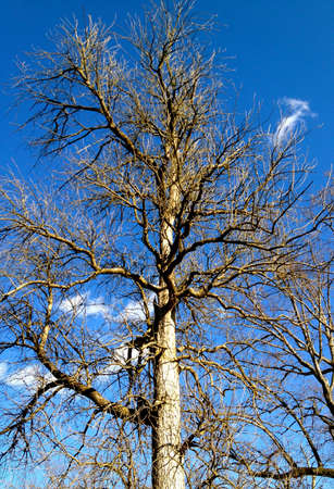 Winter Tree Against Skyの写真素材