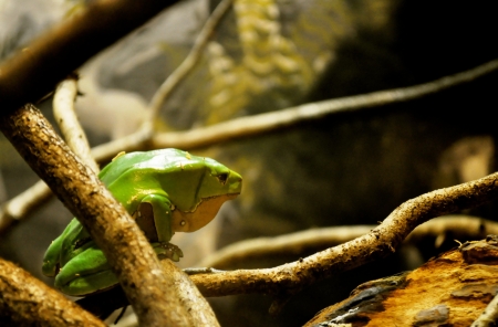 Green Frogの写真素材