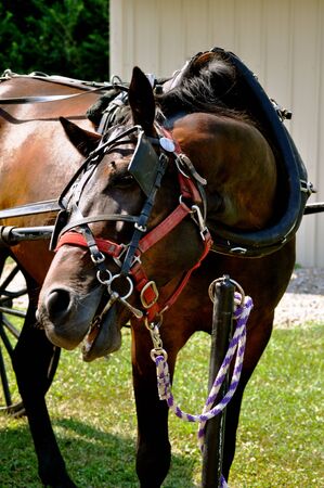 Horse on tetherの写真素材