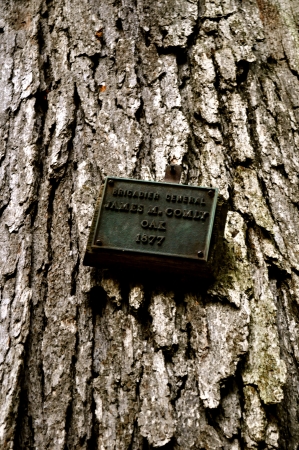 Tree - Brigadier General James Comly oak 1877のeditorial素材