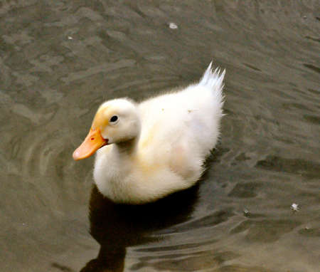 Yellow Duck Swimmingの写真素材